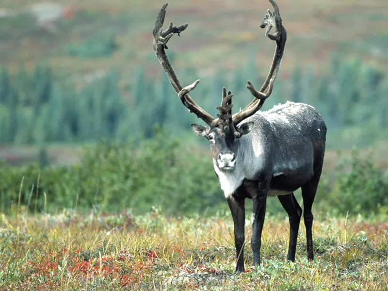 Only a few dozen mountain woodland caribou remain near the U.S. border with Canada.