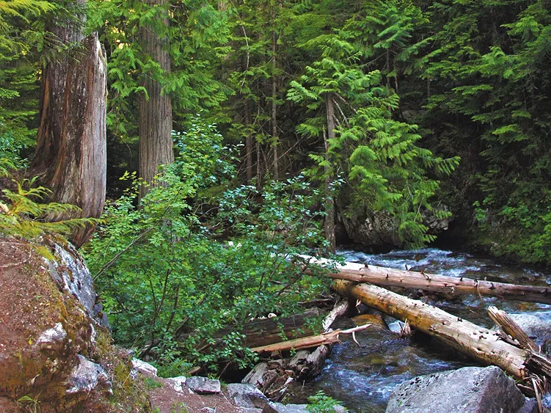 Prone to flooding, Settler\'s Grove acts as a natural fire extinguisher.