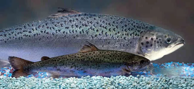 Rep. Cary Condotta, R-East Wenatchee, plans to introduce legislation about the AquaAdvantage salmon, back, which may be approved as the first genetically modified salmon on the market. - AQUABOUNTY TECHNOLOGIES