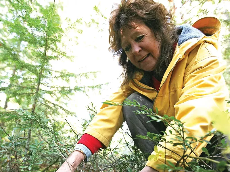 Sophie Duffasnes harvests a chantrelle in an area north of Priest River - YOUNG KWAK