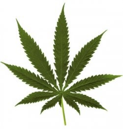 blog_marijuana_leaf.jpeg.jpg