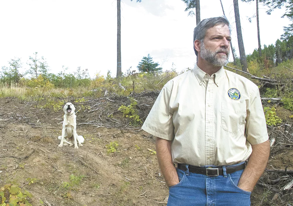 Steve Pozzanghera, regional director for the state's Department of Fish & Wildlife, watches a passing flock of sheep in Southern Stevens County that has suffered wolf attacks as one of several guard dogs sits nearby. - JACOB JONES