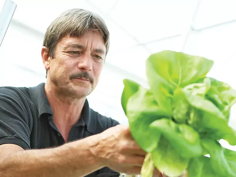 Stewart Fry harvests green Bibb lettuce at C and S Hydro Huts - YOUNG KWAK PHOTO