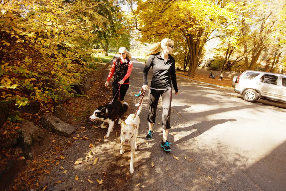 Tawny Hooley, right, walks her 3 year old Red Heeler/Australian Shepherd mix Pendleton, as Jessica Bailey walks her 2 year old Border Collie Chloe at Manito Park. - YOUNG KWAK