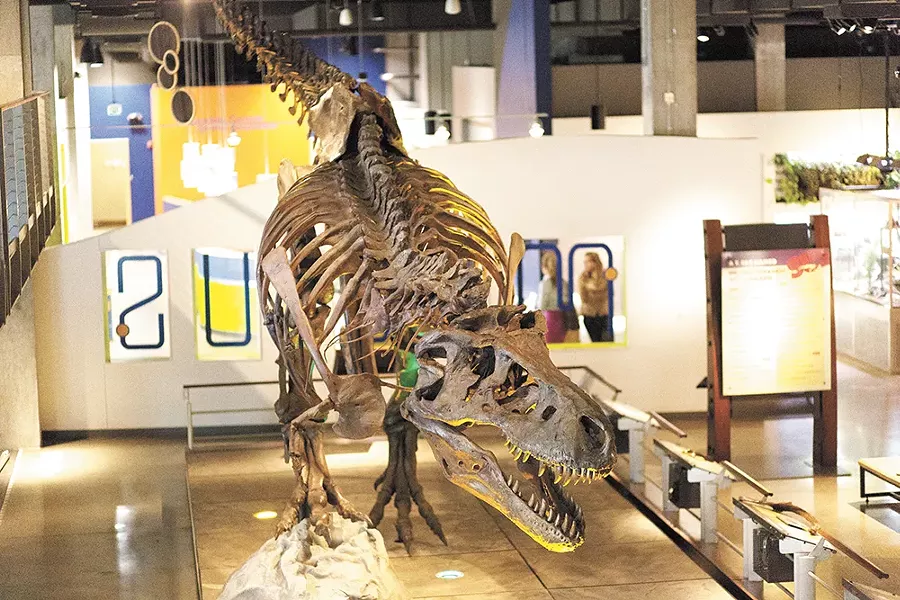 The fossil replica of Sue the T. rex required seven people and a forklift to assemble. - YOUNG KWAK