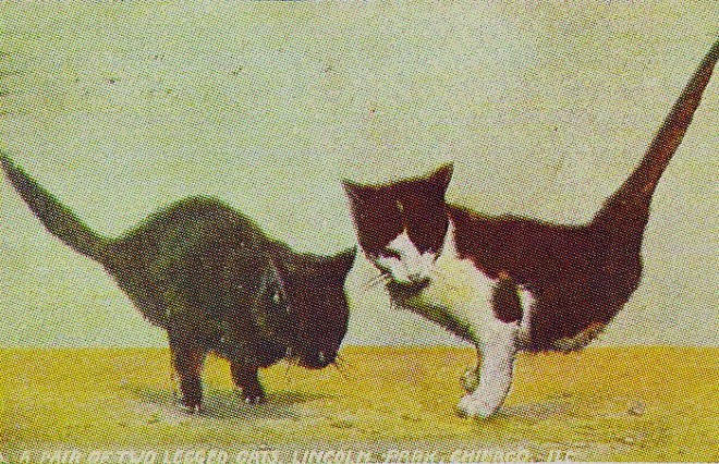 This 1909 postcard is one of the images planned to be featured in the Half-Cat book, and features real two-legged kittens born in Australia. A story about these strange kittens ran in the Pittsburgh Press on March 24, 1909.