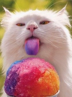_resized_250x337_cat_licking_colored_ice.jpg