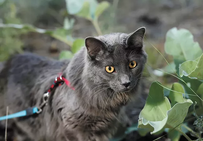 Fisher went on his first adventure at six weeks old. - YOUNG KWAK