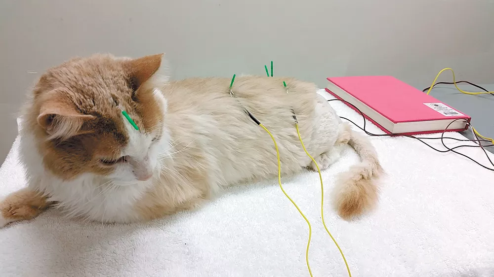 Why some pet owners and veterinarians are turning to alternative and holistic pet care options