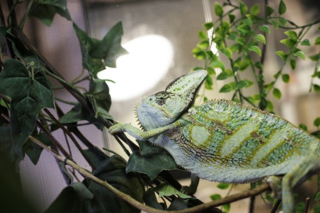 A rescued chameleon, Rafiki. - YOUNG KWAK