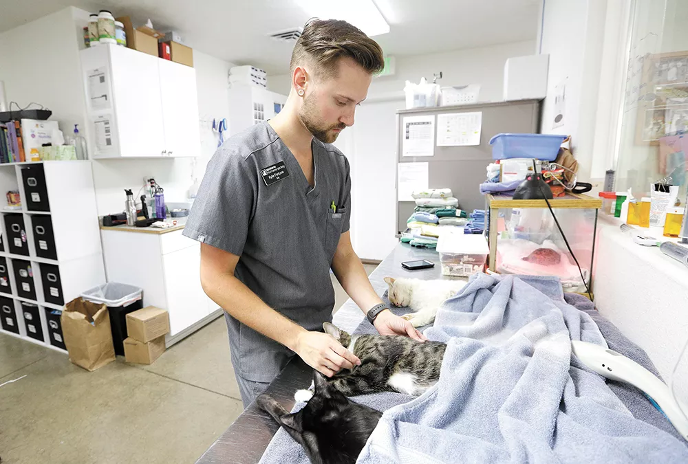 Kyle Fortune works with animals in the Spokane Humane Society clinic where he hopes to become a veterinary technician soon. - YOUNG KWAK