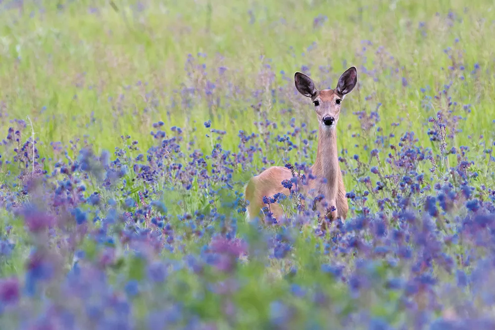 A male deer pokes its head up at the trailhead of the Little Spokane Natural Area. - CRAIG GOODWIN PHOTO