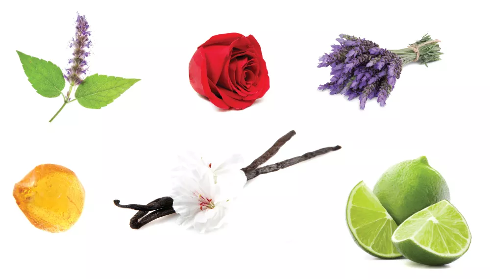 Clockwise from top right: Patchouli, Amber, Vanilla, Lime and Rose (center) fragrances are commonly featured in home scents