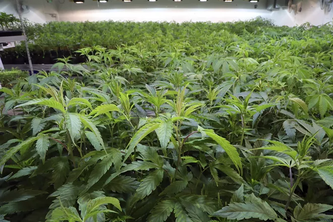Cannabis plants growing in a grow room at Norcal Cannabis Company in Santa Rosa, Calif., Oct. 19, 2018. The easy part of legalization was persuading people to vote for it, industry analysts say. The hard part, now that it’s legal, is persuading people to stop buying from the black market. - JIM WILSON/THE NEW YORK TIMES