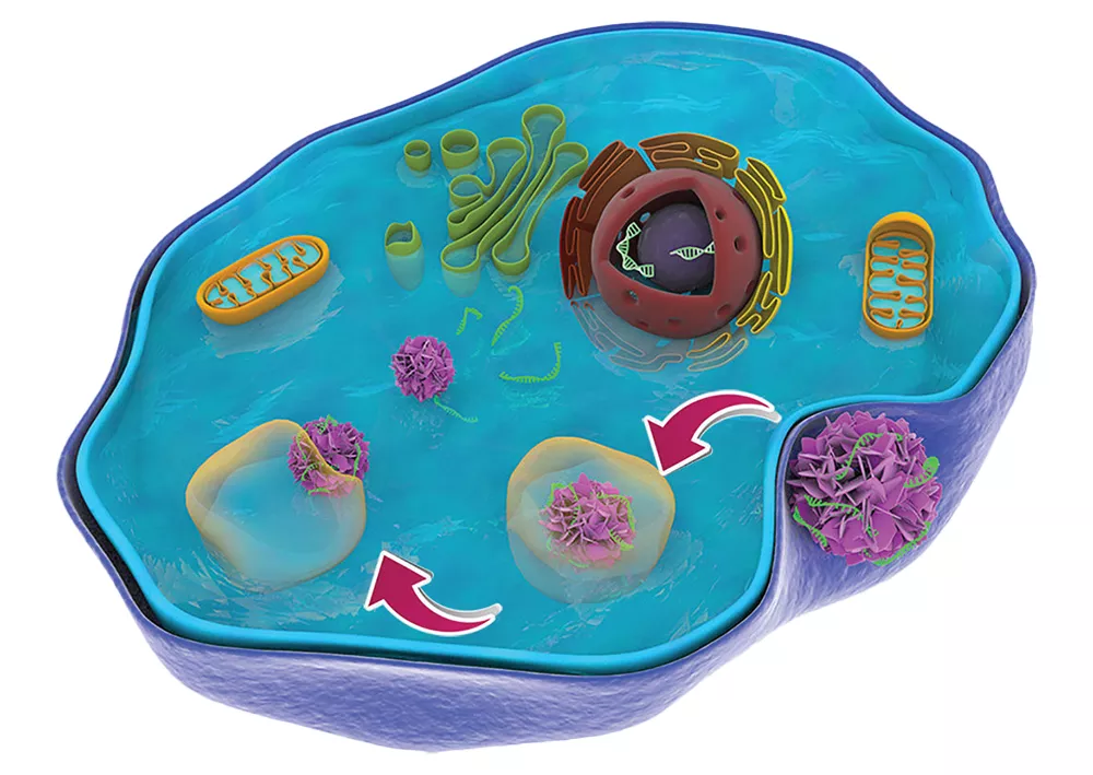 Tiny Deliveries: Researchers have developed a new therapy delivery method
