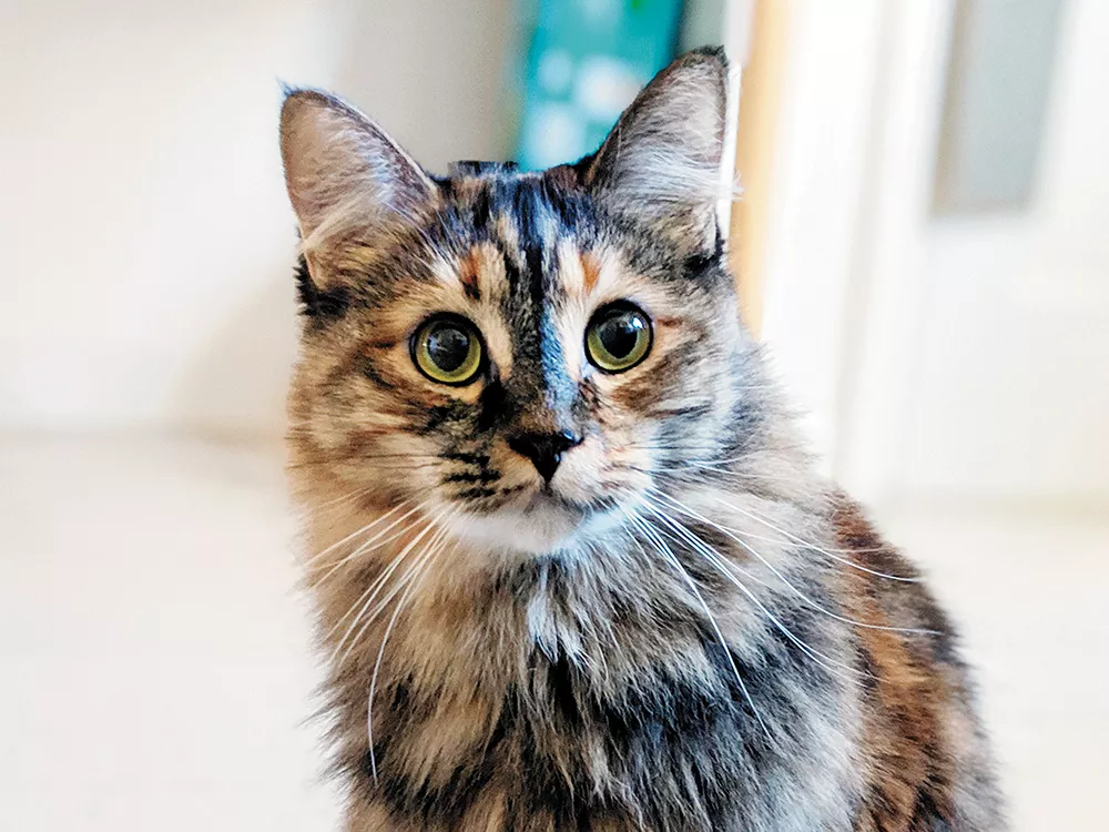 The author's cat, Dellie, (Instagram: @dellie_cat) was adopted from the Spokane Humane Society in 2016.