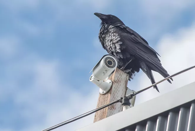 A raven sits atop a surveillance camera on the Inlander/Windermere Real Estate building in Kendall Yards. - DANIEL WALTERS PHOTO