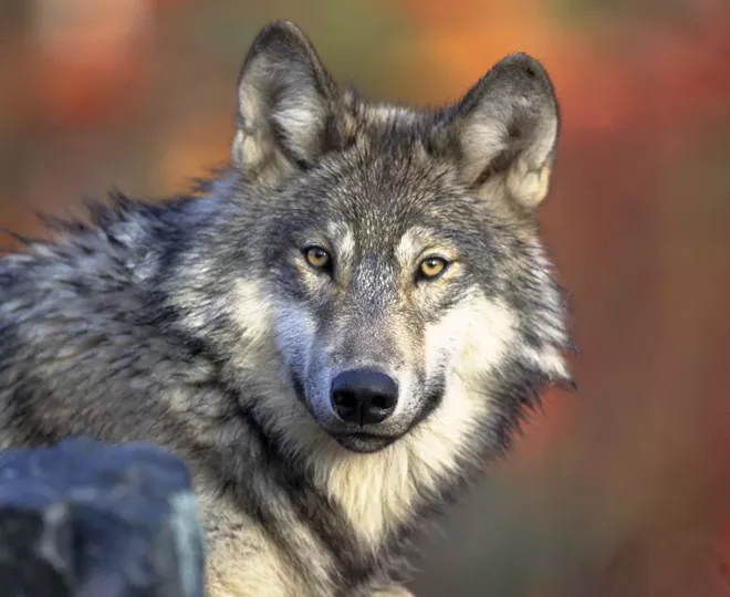 Bosworth suggested sending severed wolf parts to environmental activist Kierán Suckling. - GARY KRAMER/USFWS PHOTO