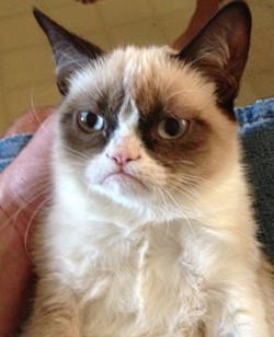 Grumpy Cat, internet celebrity with a piercing look of contempt, is dead at 7