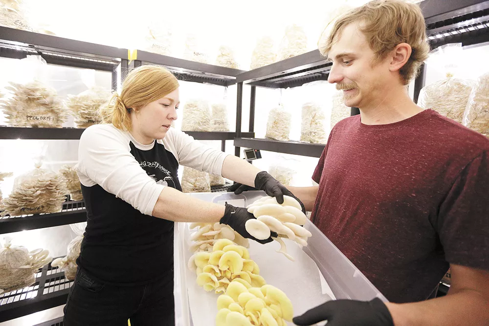 Happy Mountain Mushrooms' owners Krysta Froberg and Tanner McKinlay harvest oyster mushrooms. - YOUNG KWAK PHOTO