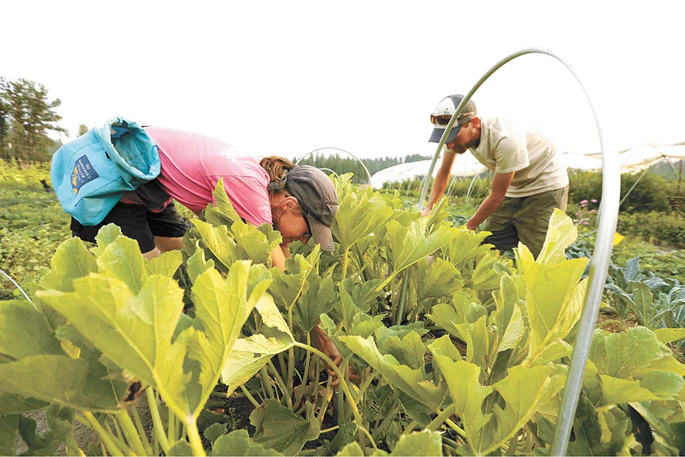 Becca Woollett (left) and Marcus Intinarelli harvest squash at Thompson Creek Farm. - YOUNG KWAK PHOTO