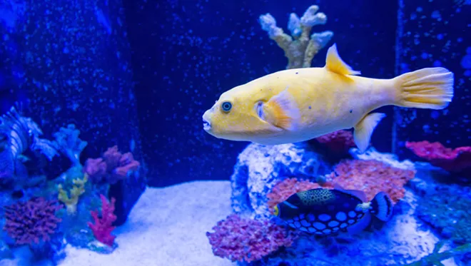 Spokane's Blue Zoo interactive aquarium still has cool fish like this, but doesn't have the octopus it had on opening day. - DANIEL WALTERS PHOTO