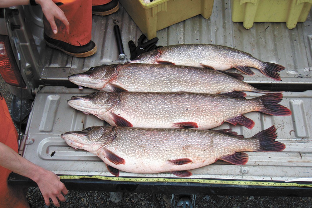 Thousands of northern pike have been removed from the Box Canyon reservoir since 2012. - KALISPEL TRIBE PHOTO