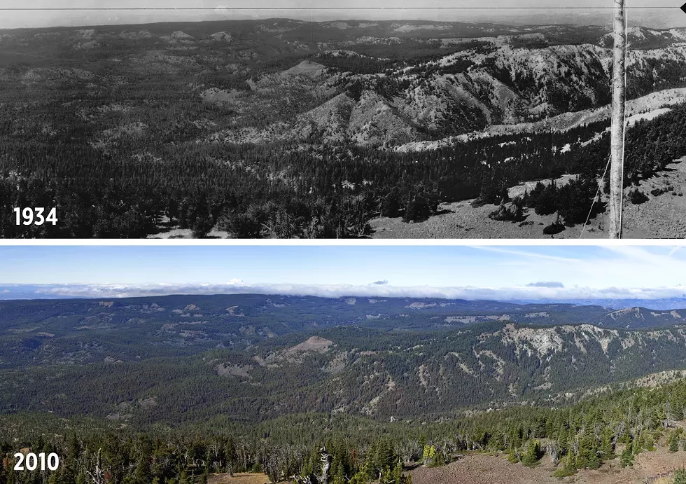 Looking out from Mission Peak, this dry, mixed conifer forest is seen as it used to be, with more open space between stands of pine trees, Douglas firs, and grand firs (as pictured in the 1930s). But the area has filled in over the last century, creating a dense forest and serving as an example of what's happened in the dry forests of Eastern Washington. - JOHN F. MARSHALL (2010) AND REINO R. SARLIN/U.S. FOREST SERVICE (1934)