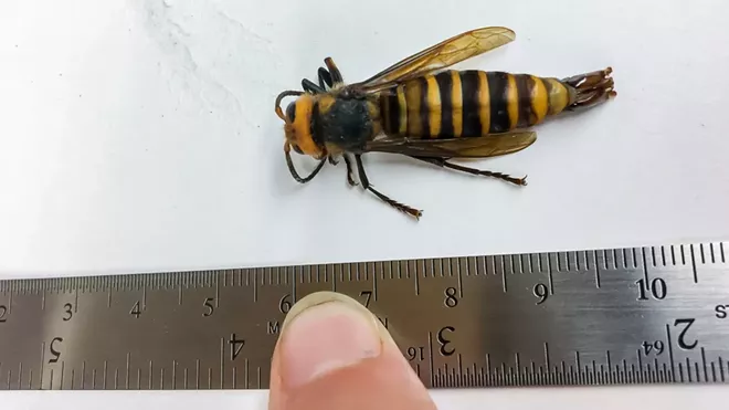 An image provided by the Washington State Department of Agriculture, a male giant Asian wasp recently trapped in Washington state. Philip Bovenkamp’s discovery last month that there were Asian giant hornets landing on a wasp nest in his shop touched off an effort this week by the Washington State Department of Agriculture to find and destroy their colony before they can decimate honeybees that are critical to the region’s crops, including raspberries and blueberries. - WASHINGTON STATE DEPARTMENT OF AGRICULTURE VIA THE NEW YORK TIMES