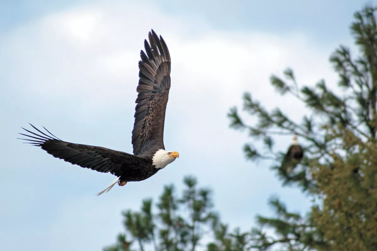 This winter, go witness one of the Inland Northwest's most awesome annual traditions. - WILSON CRISCIONE PHOTO
