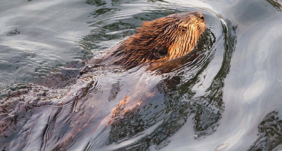 How local environmental journalist Ben Goldfarb turned his love of beavers into a surprisingly successful book