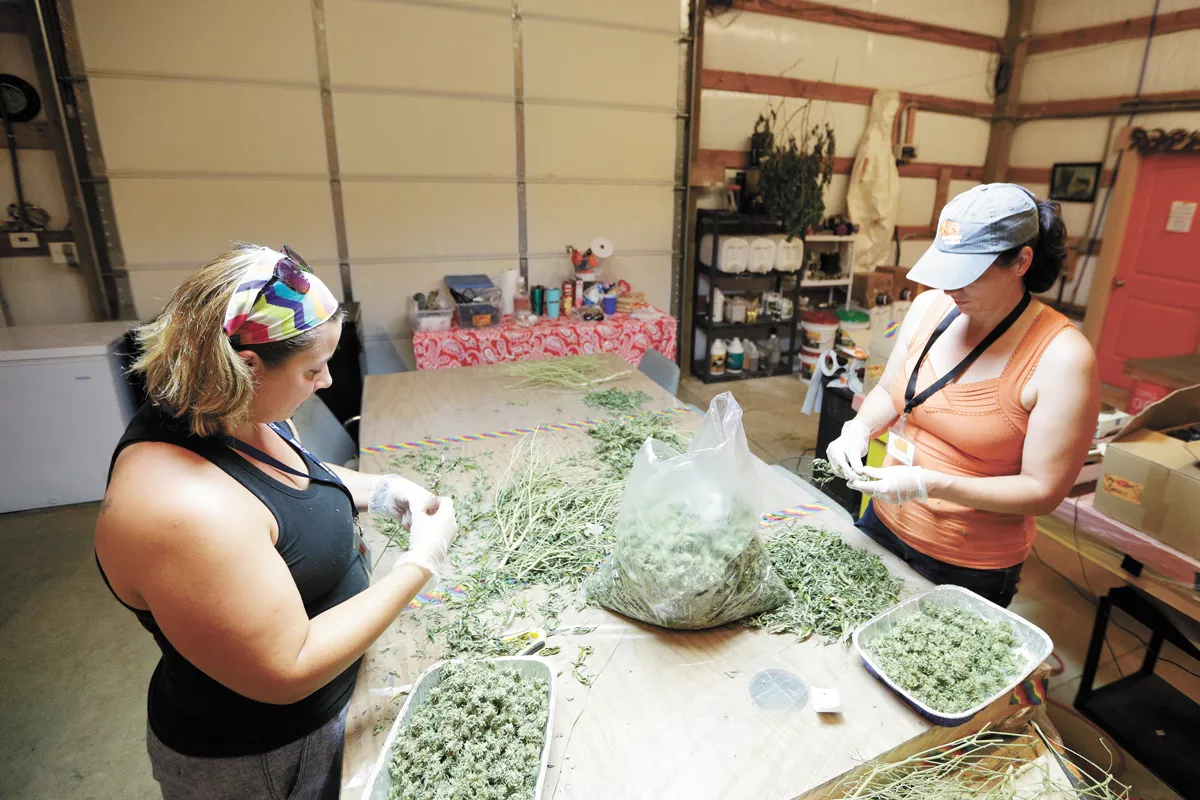 Orange State Cannabis employees Autumn Wilson (left) and Amy Livingstone process buds in 2019. - YOUNG KWAK PHOTO