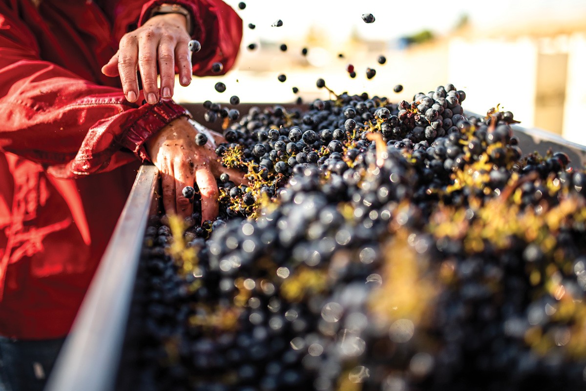Handpicked and hand sorted grapes are the foundation for Pullman's Merry Cellars wines