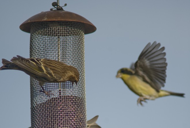 CDC: Salmonella Outbreak Is Linked to Wild Birds and Feeders