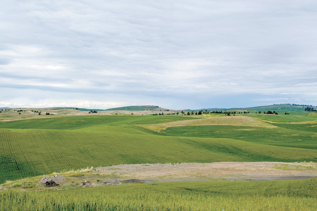 What if we could rebuild the Palouse Prairie's native land?