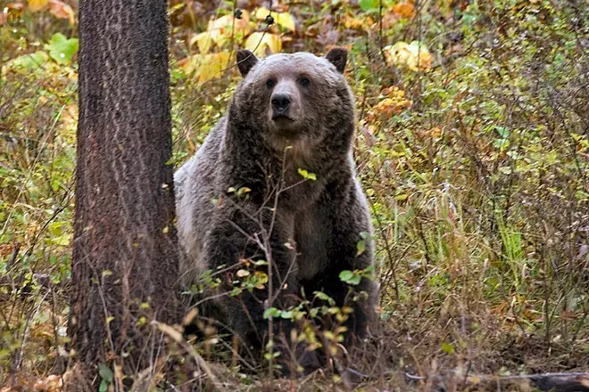 Woman Is Killed in Montana Bear Attack