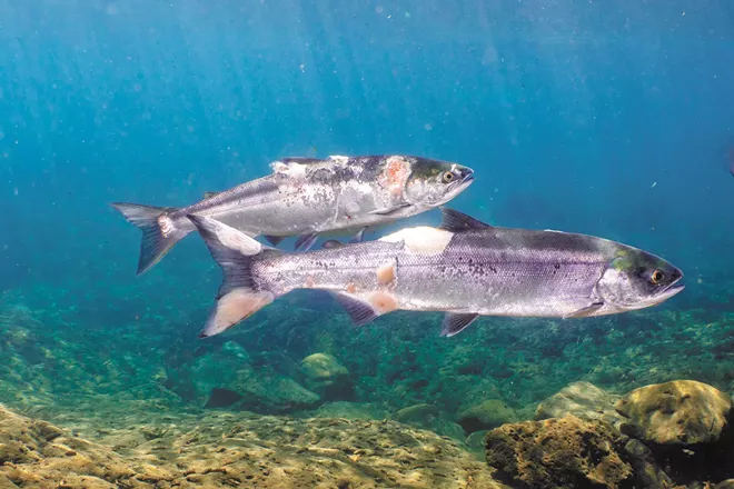 Two sockeye salmon are seen with lesions as they swim in the Little White Salmon River on July 16, 2021. - CONRAD GOWEL PHOTO/COURTESY OF COLUMBIA RIVERKEEPER