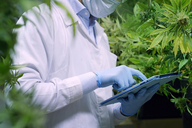 A new study indicates cannabis may hold promise in preventing COVID infections.