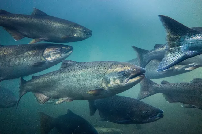 Trout Unlimited supports Snake River dam removal.