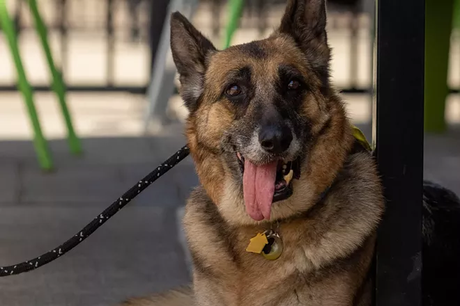 Recent changes to state health codes makes it easier for you and your canine pals to enjoy outdoor dining together