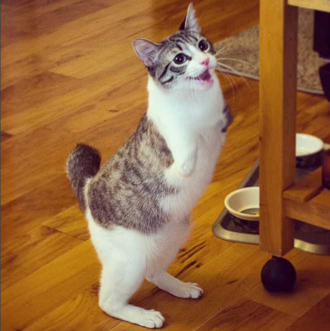 World S Oldest Cat In History World S Oldest Cat In History