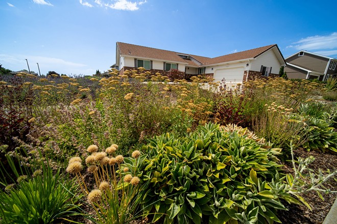 Rethink landscaping with drought-tolerant plants and water-saving techniques