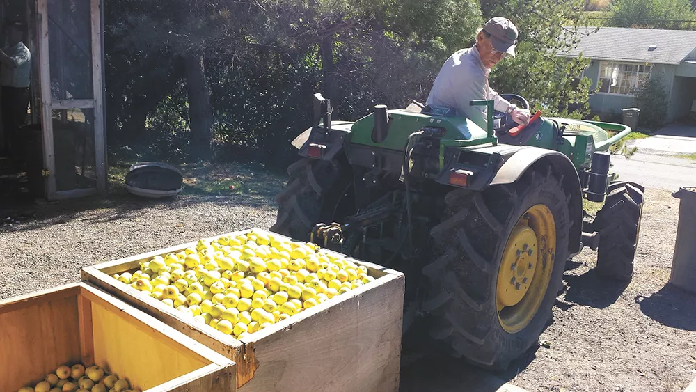 Stephen Bishop brings another load of apples for cider-pressers visiting his orchard in Garfield. - DAN NAILEN