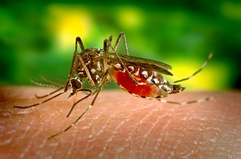 Zika is thought to be transmitted to humans by the Aedes aegypti mosquito.