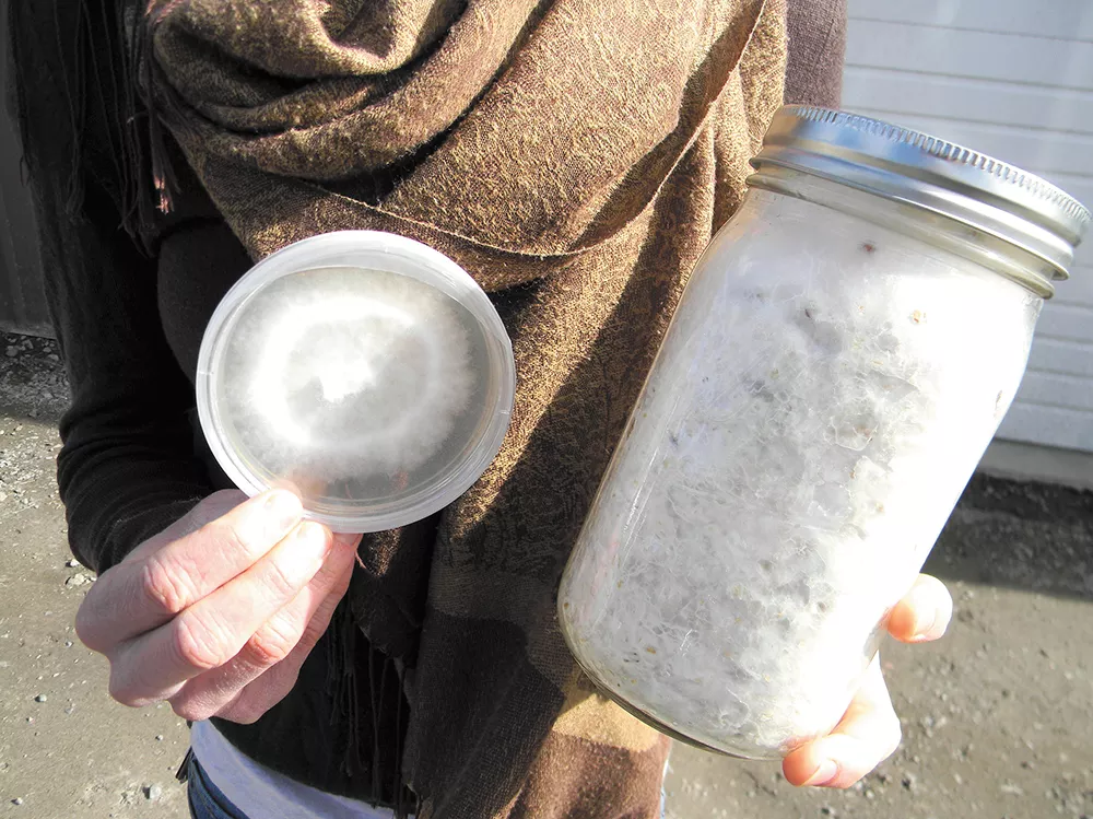 Sample of mycelium, the vegetative part of fungi, that could one day help clean up the Spokane River. - JAKE THOMAS