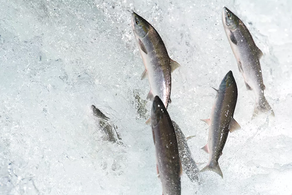 Even if new technology is able to send salmon shooting over Grand Coulee, the habitat beyond may not be hospitable.