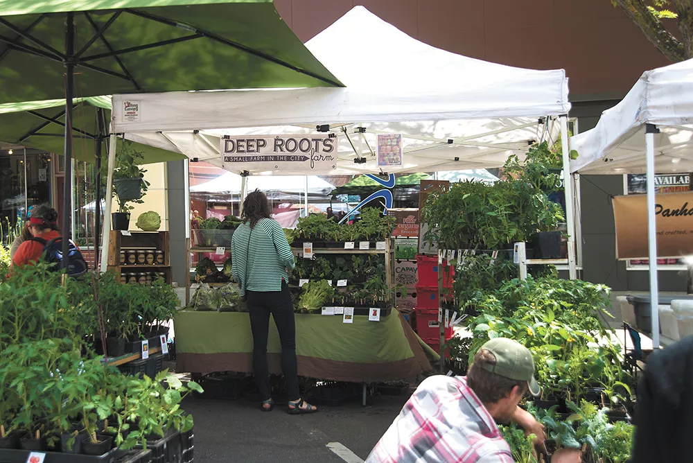 A shopper browses for vegetable starts from one of more than 100 weekly market vendors, Deep Roots Farm. - LUKE HOLLISTER
