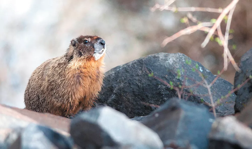 A yellow-bellied marmot sits on a rock near where the Centennial Trail passes under the Monroe Street Bridge. - DANIEL WALTERS