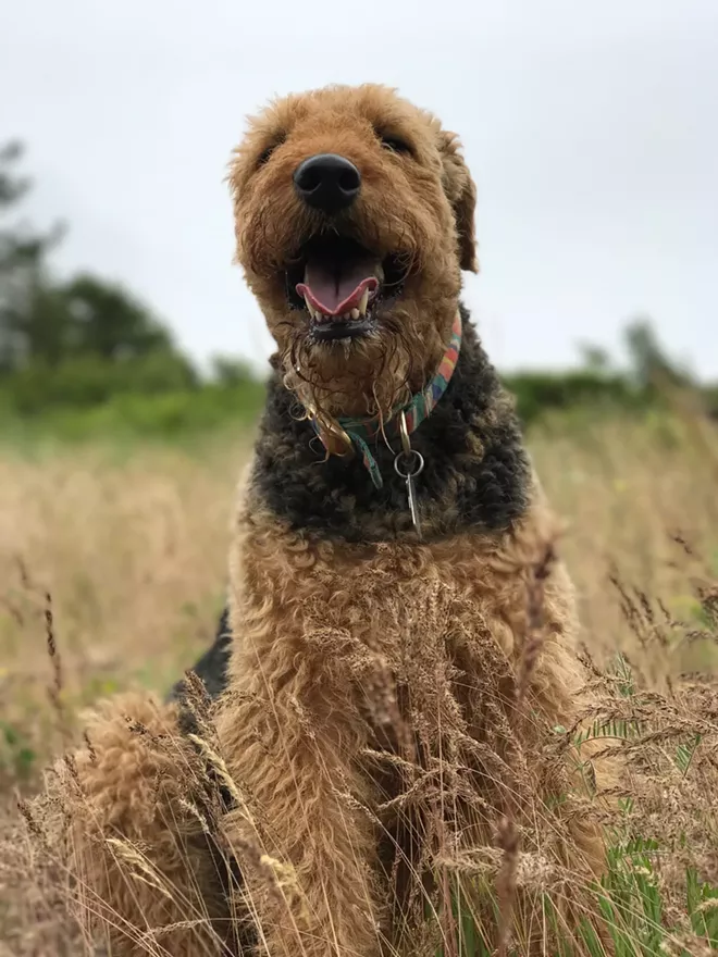 A team of researchers reported Wednesday in the journal Science Advances that the friendliness of dogs may share a genetic basis with a human disease called Williams-Beuren syndrome.