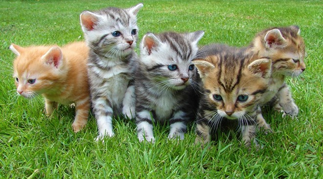 SCRAPS: Adopt a Spokane kitten right meow!